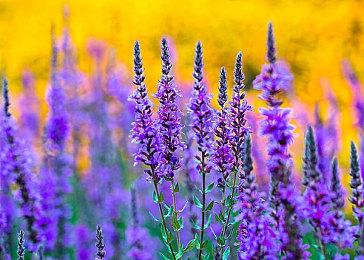 成为竞拍界最顶峰的人 《废品大亨》新DLC9月30日正式发售