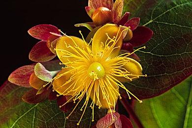 Xbox老大承认2022年Xbox表现不佳：都是我的错