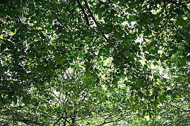 在残酷、无情的《中世纪王朝》中生存下去